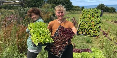 From Office to Field - Volunteering in community supported agriculture (Wales)